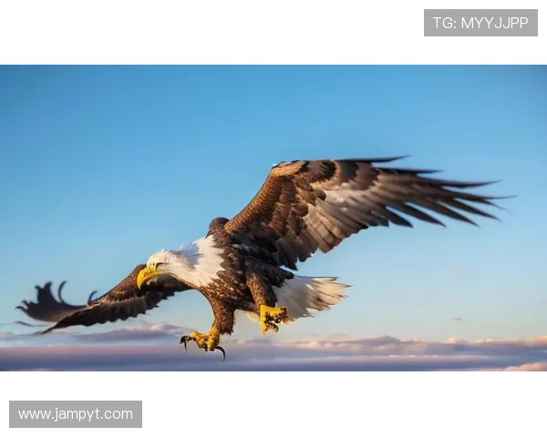 雄鹰振翅翱翔天空展现力量与自由象征的人生启示 雄鹰振翅翱翔天空展现力量与自由象征的人生启示
